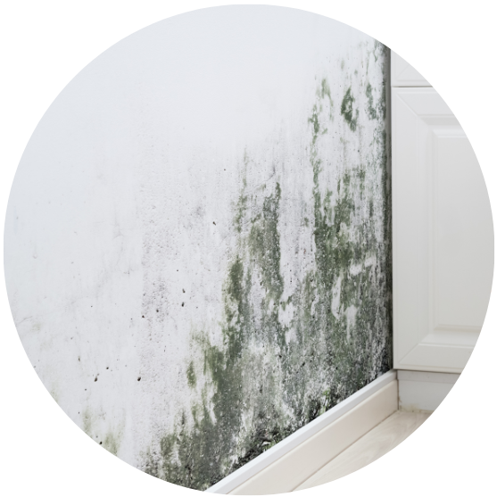 Brian has helped contractors, home owners and commercial property managers across North America conquer difficult mold removal projects. Brian’s extensive training.. Read More..